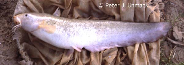 Cooper Creek Wels (Neosiluroides cooperensis)