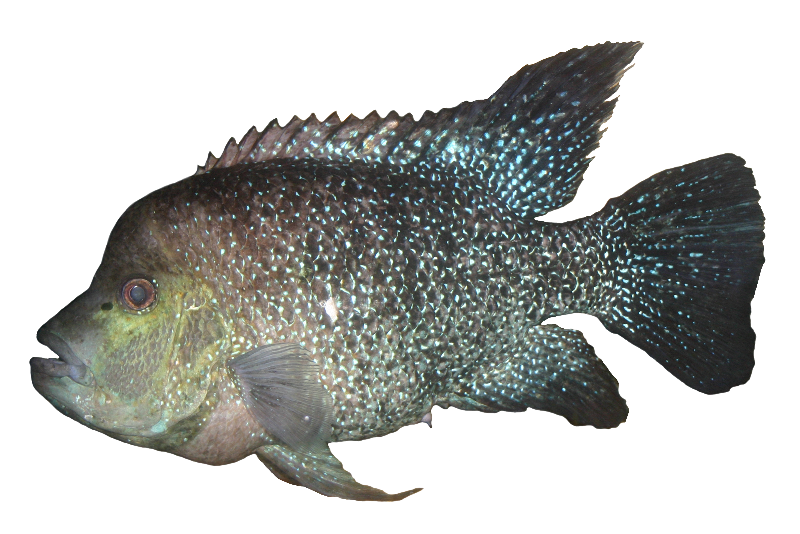 Herichthys minckleyi - Cuatro Ci�negas cichlid
