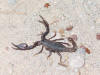 Scorpion thumb
