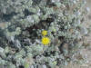 Machaeranthera gypsophyla thumb