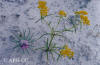 Dune flowers thumb