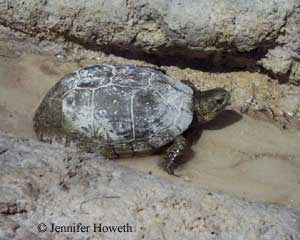 http://www.desertfishes.org/cuatroc/images/web-pictures/organisms/Herptiles/T.coahuila_lg36_small.jpg