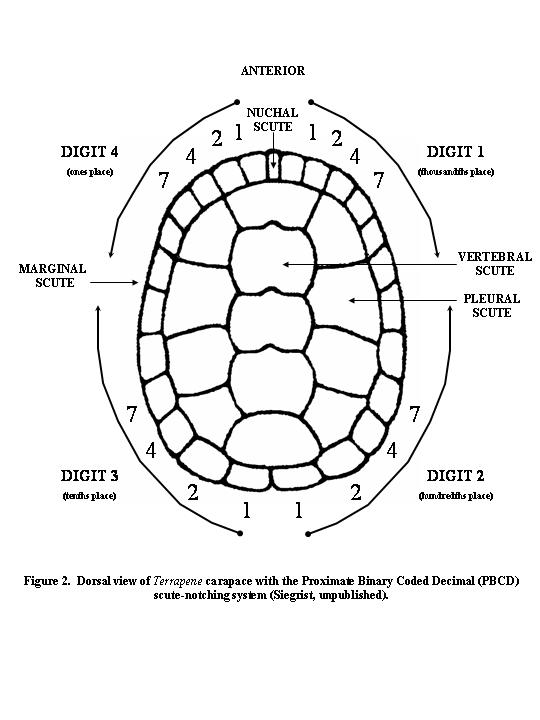 Terrapene coahuila scute notching system diagram