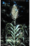 Arundo donax inflorescence thumbnail