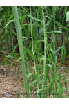 Arundo donax leaves thumbnail