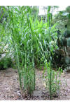 Arundo donax habit thumbnail