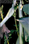 Arundo donax ligules thumbnail