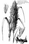 Arundo donax herbarium drawing thumbnail