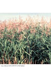 Phragmites australis habit thumbnail