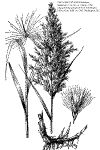Phragmites australis herbarium drawing thumbnail