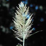 Link to a discussion with pictures on two invasive grasses