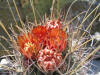 Ancistrocactus uncinatus flowers thumb