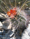 Ancistrocactus uncinatus habit thumb