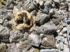 Ariocarpus fissuratus close-up thumb