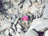 Ariocarpus fissuratus flower thumb