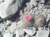 Coryphantha macromeris flower thumb