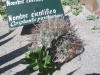 Coryphantha poselgeriana at Visitor's Center thumb