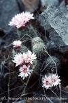 Coryphantha strobiliformis in rocks with flowers thumb