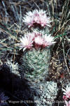 Coryphantha strobiliformis in grass with flowers thumb