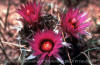 Coryphantha vivipara flowers close-up thumb