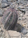 tall Echinocactus horizonthalonius thumb