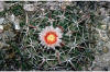 Echinocactus texensis flower thumb