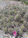 Echinocereus enneacanthus clump thumb