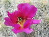 Echinocereus enneacanthus flower thumb