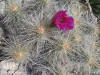 Echinocereus enneacanthus flower thumb