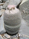 Epithelantha micromeris habit thumb