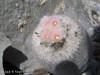 Epithelantha micromeris flowers thumb