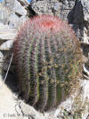 Ferocactus pringlei habit thumb