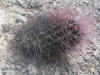 Ferocactus hamatocanthus habit thumb