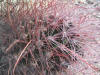 Ferocactus hamatocanthus close-up thumb