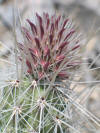 Opuntia bradtiana flowers thumb