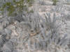 Opuntia bradtiana clump thumb