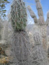 Opuntia bradtiana thumb