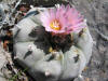 Lophophora williamsii flower thumb