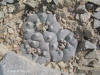 Lophophora williamsii habit thumb