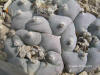 Lophophora williamsii close-up thumb