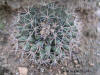 Mammillaria gummifera habit thumb