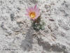 Mammillaria gummifera flower thumb