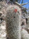 Mammillaria pottsii flower thumb