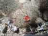 Mammillaria pottsii flower thumb