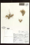 Opuntia anteojoensis herbarium sheet thumb