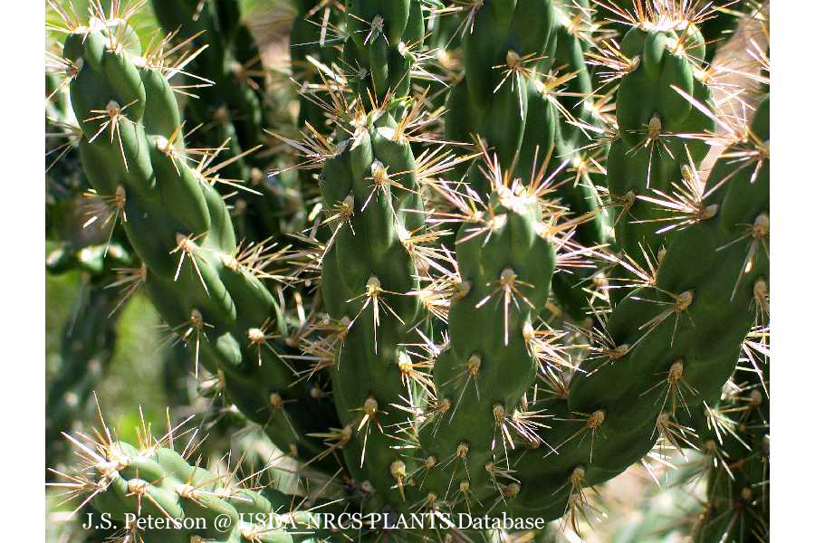 Opuntia-imbricata-3.jpg