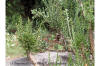 Opuntia kleiniae in garden thumb