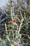 Opuntia leptocaulis fruits thumb