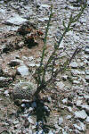 Opuntia leptocaulis habit thumb