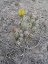 Opuntia moelleri with flower thumbnail